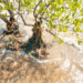 Acting sooner rather than later may save some mangrove ecosystems in T&T?