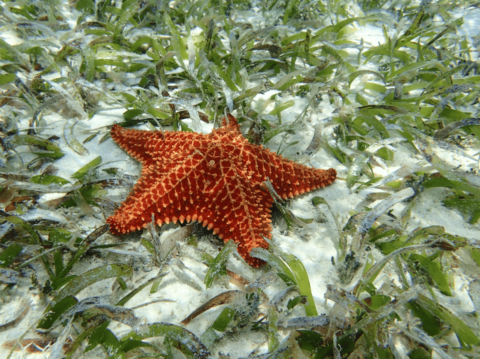 Seagrasses - an overview of key species of marine plants and the ...