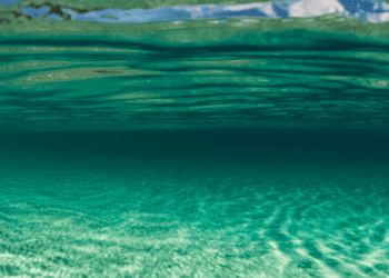 Recovering Marine Wildlife for our Sustainable Development