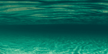 Recovering Marine Wildlife for our Sustainable Development