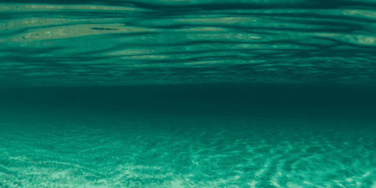Recovering Marine Wildlife for our Sustainable Development