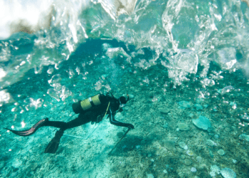 The future of seagrass conservation is bright… green  – interview with PhD student Terryn Constantine