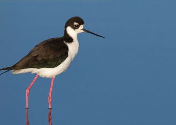 The importance of wetlands for waterbirds in Haiti