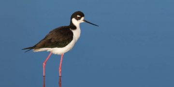 The importance of wetlands for waterbirds in Haiti