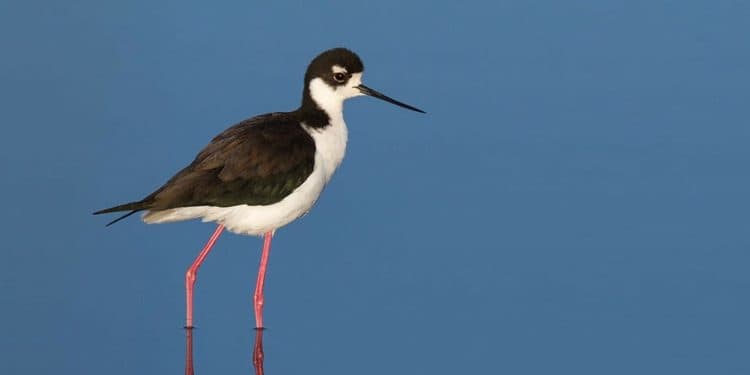 The importance of wetlands for waterbirds in Haiti