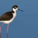 The importance of wetlands for waterbirds in Haiti
