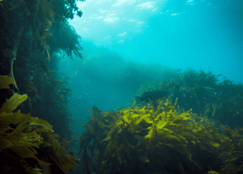 Revitalization: Collective Action for the Ocean