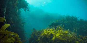 Revitalization: Collective Action for the Ocean