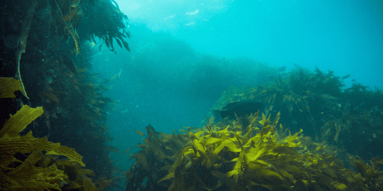 Revitalization: Collective Action for the Ocean