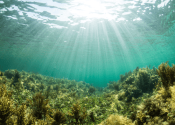 What does an oasis and a coral reef have in common? 