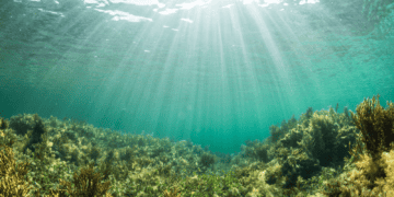 What does an oasis and a coral reef have in common? 