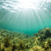 What does an oasis and a coral reef have in common? 