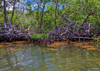 The importance of restoring degraded wetlands
