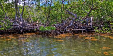 The importance of restoring degraded wetlands