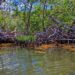 The importance of restoring degraded wetlands