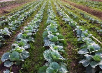 Greater support can assist Guyanese farmers in climate fight