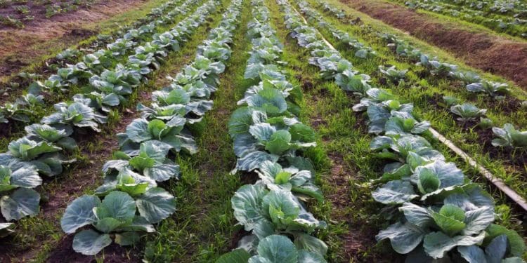 Greater support can assist Guyanese farmers in climate fight