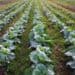 Greater support can assist Guyanese farmers in climate fight