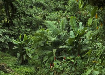 Hess Corporation inks carbon credit deal with Guyana