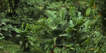Hess Corporation inks carbon credit deal with Guyana
