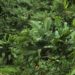 Hess Corporation inks carbon credit deal with Guyana
