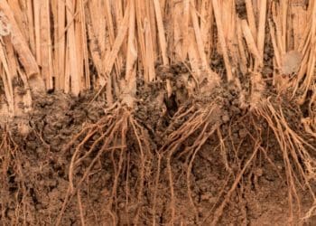 The role vetiver plays in building climate resilience