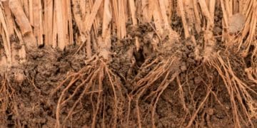 The role vetiver plays in building climate resilience