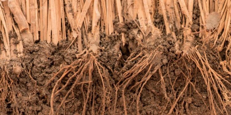 The role vetiver plays in building climate resilience