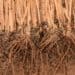 The role vetiver plays in building climate resilience
