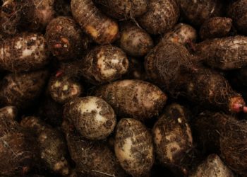 Examining the relationship between climate change and food prices