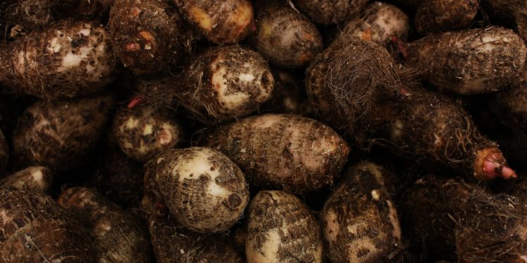 Examining the relationship between climate change and food prices