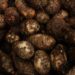 Examining the relationship between climate change and food prices