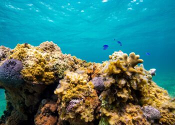 How partnerships can help protect coral reefs