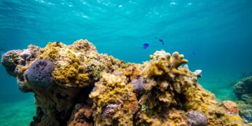 How partnerships can help protect coral reefs