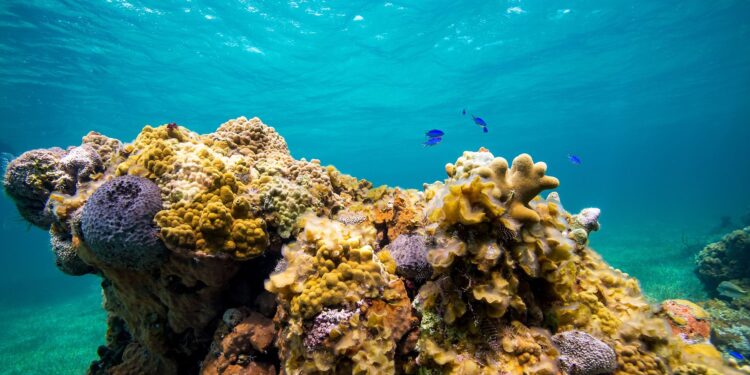 How partnerships can help protect coral reefs