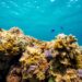 How partnerships can help protect coral reefs
