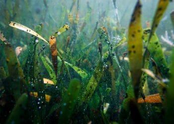 Global seagrass meadows in decline