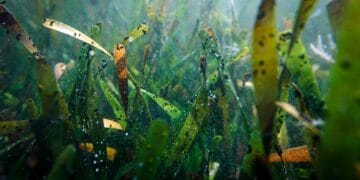 Global seagrass meadows in decline