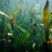 Global seagrass meadows in decline