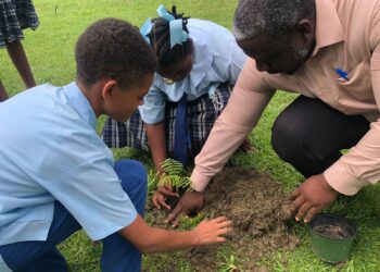 PERSPECTIVES: Why should we plant more trees?