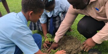 PERSPECTIVES: Why should we plant more trees?