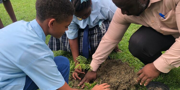 PERSPECTIVES: Why should we plant more trees?