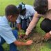 PERSPECTIVES: Why should we plant more trees?