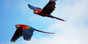 Protecting Belize’s Scarlet Macaws