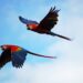 Protecting Belize’s Scarlet Macaws
