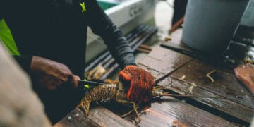 How Sustainable Is Traditional Lobster Fishing in Belize?