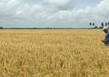 Guyanese farmers: extreme weather events are a concern