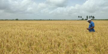 Guyanese farmers: extreme weather events are a concern