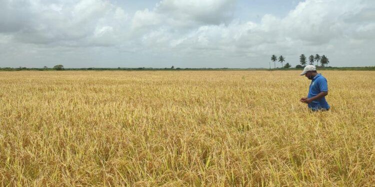 Guyanese farmers: extreme weather events are a concern