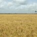 Guyanese farmers: extreme weather events are a concern